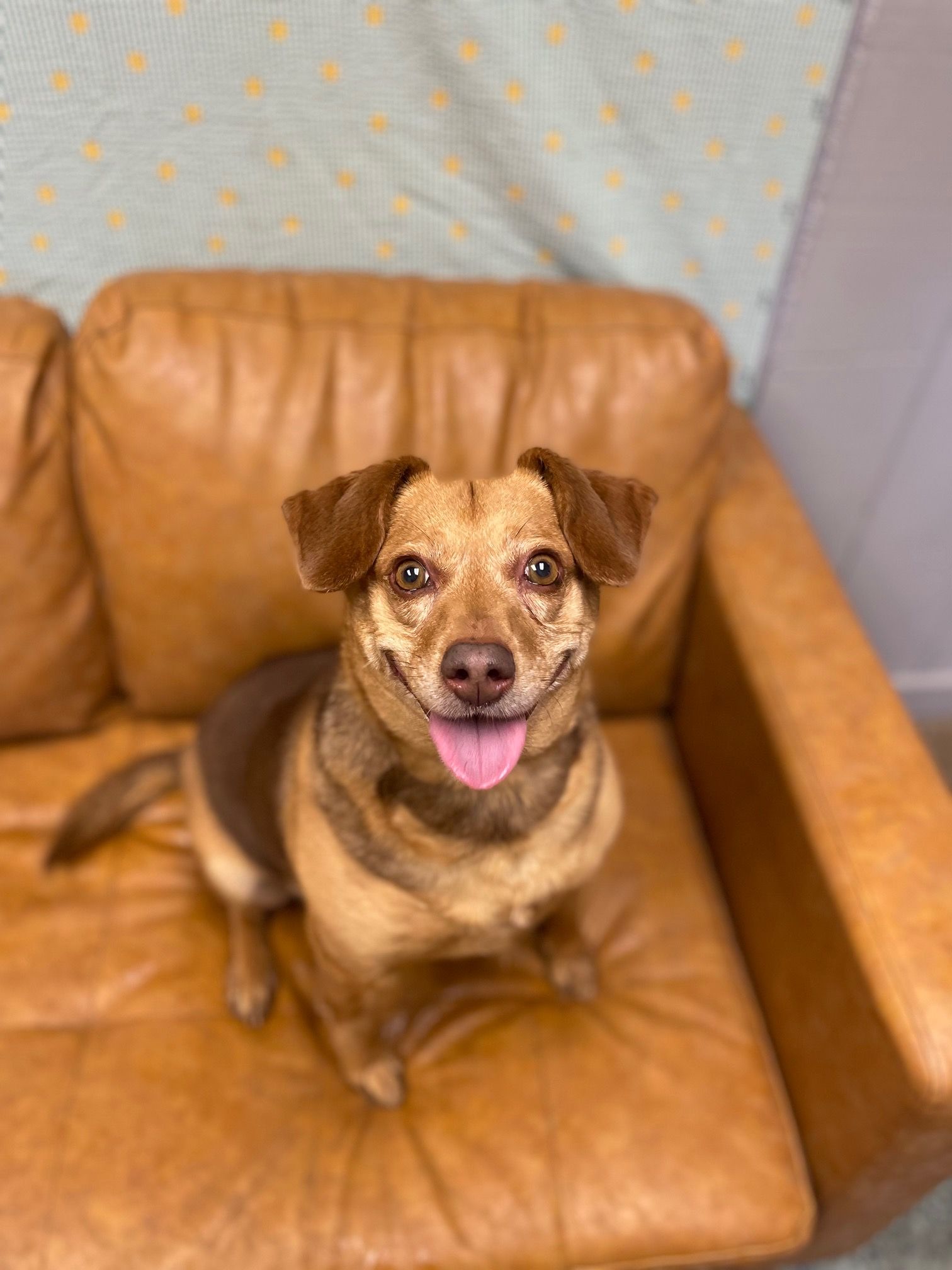Brown and tan dog with happy expression sitting on a brown leather couch.