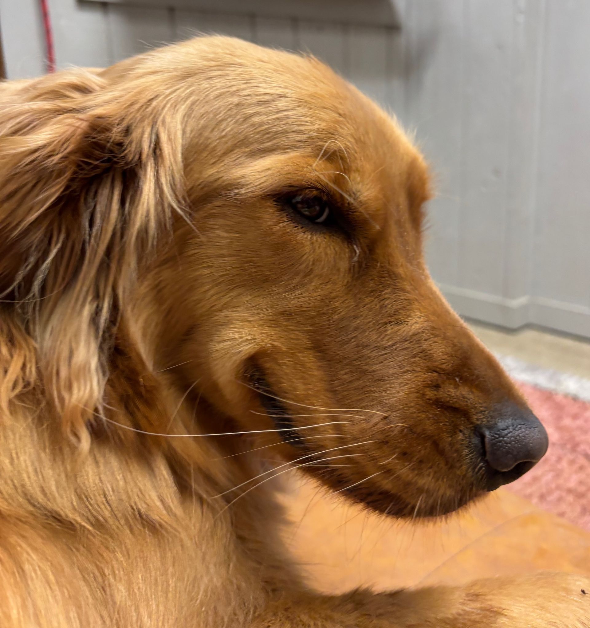 Golden Retriever dog with focused expression, brown fur, dark eyes, and black nose.