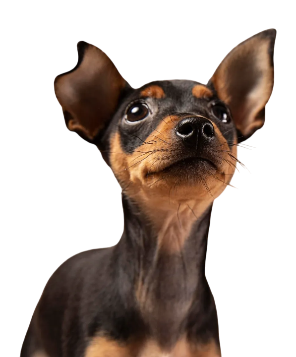 Black and tan Miniature Pinscher looking up with perked ears.