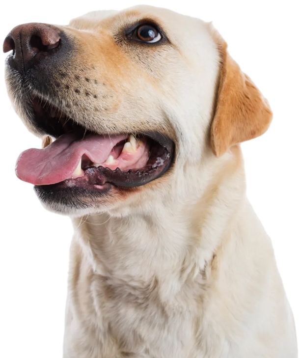 Yellow Labrador dog with mouth open, panting, looking upward.