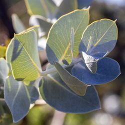 Eucalyptus Leaves — Canowindra, NSW — Sage Civil Ceremonies