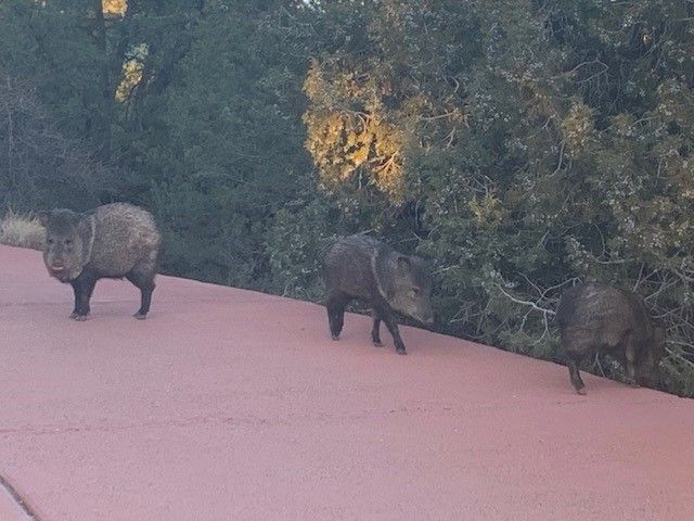 Three rhinos are walking down a road next to trees.