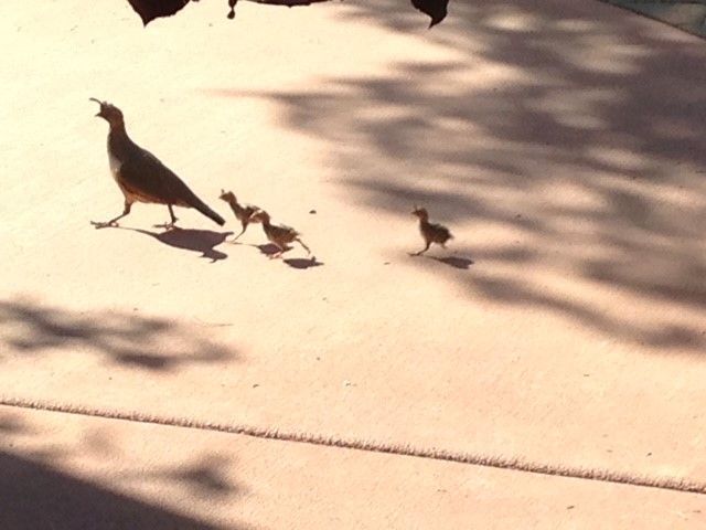 A couple of birds are walking on a sidewalk