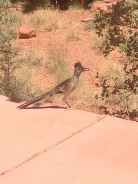 A small bird is standing on a sidewalk in the desert.