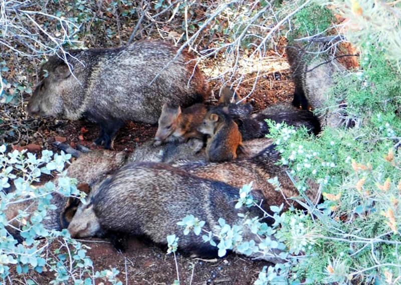 A group of animals laying on top of each other in the woods.