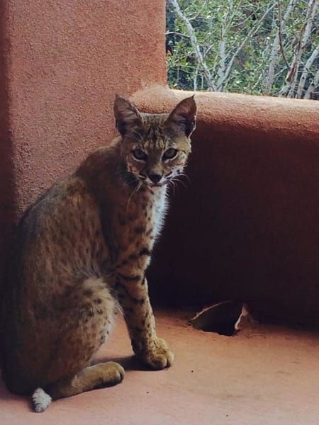 A cat is sitting on a balcony looking at the camera