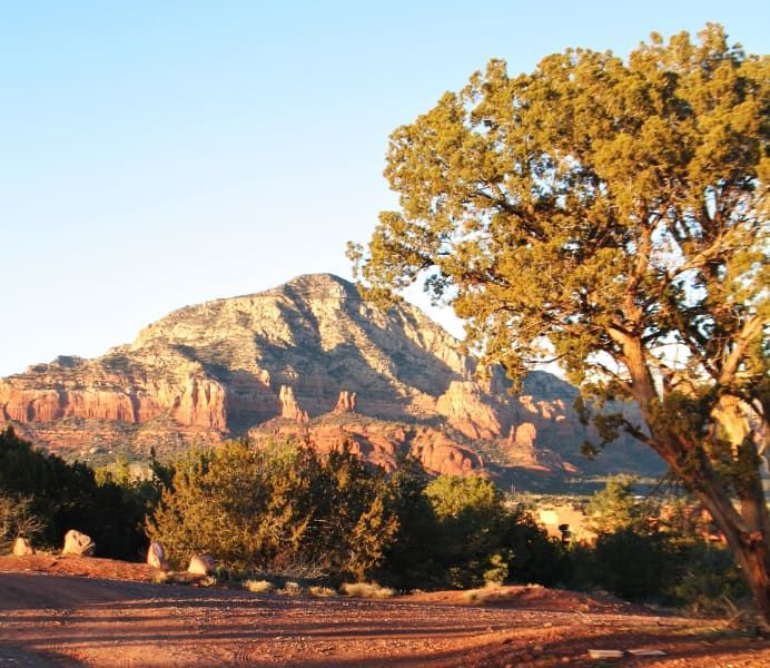 A tree stands in front of a mountain in the desert
