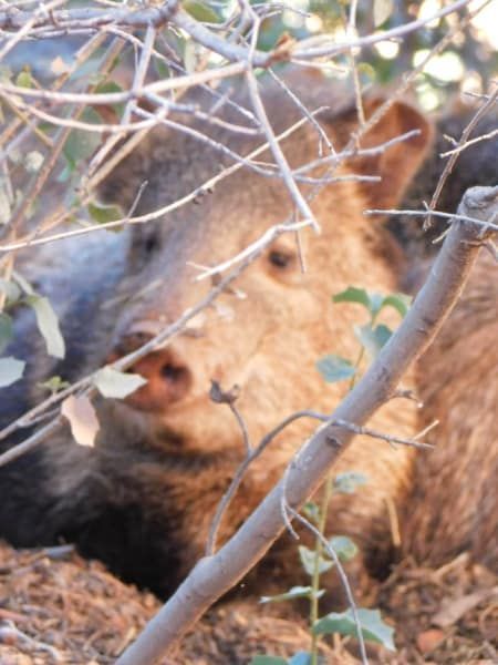 A close up of a bear laying under a tree