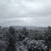 A black and white photo of a snowy forest with mountains in the background.