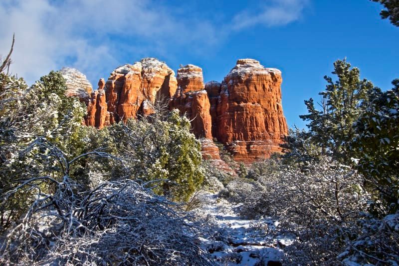 A snowy forest with a mountain in the background