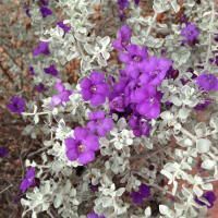 A bush with purple flowers and white leaves.