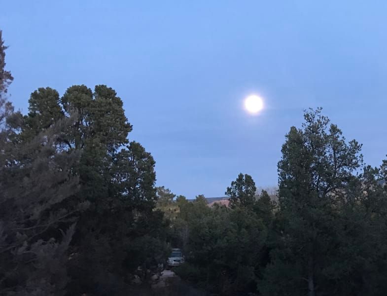 A full moon is visible through the trees