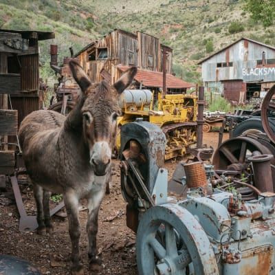 A donkey standing next to a machine that says blacksmith
