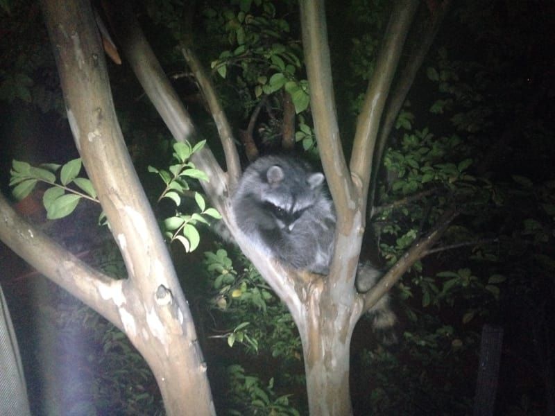 A raccoon is sleeping in a tree at night