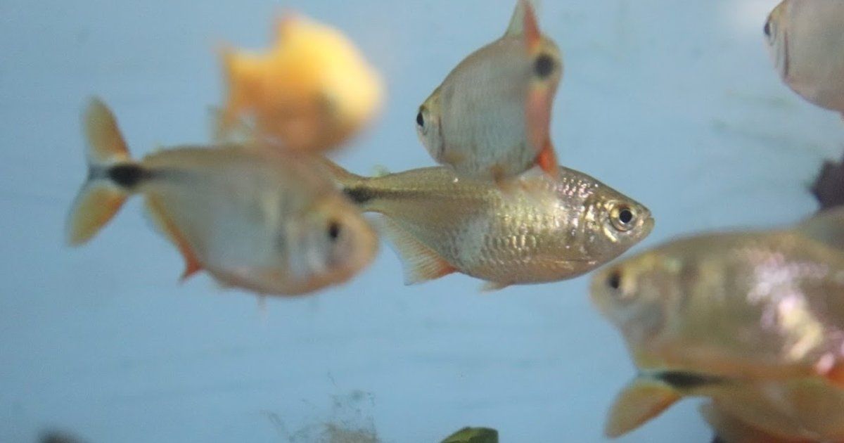 Fish Tanks for Sale @ Creatures and Critters