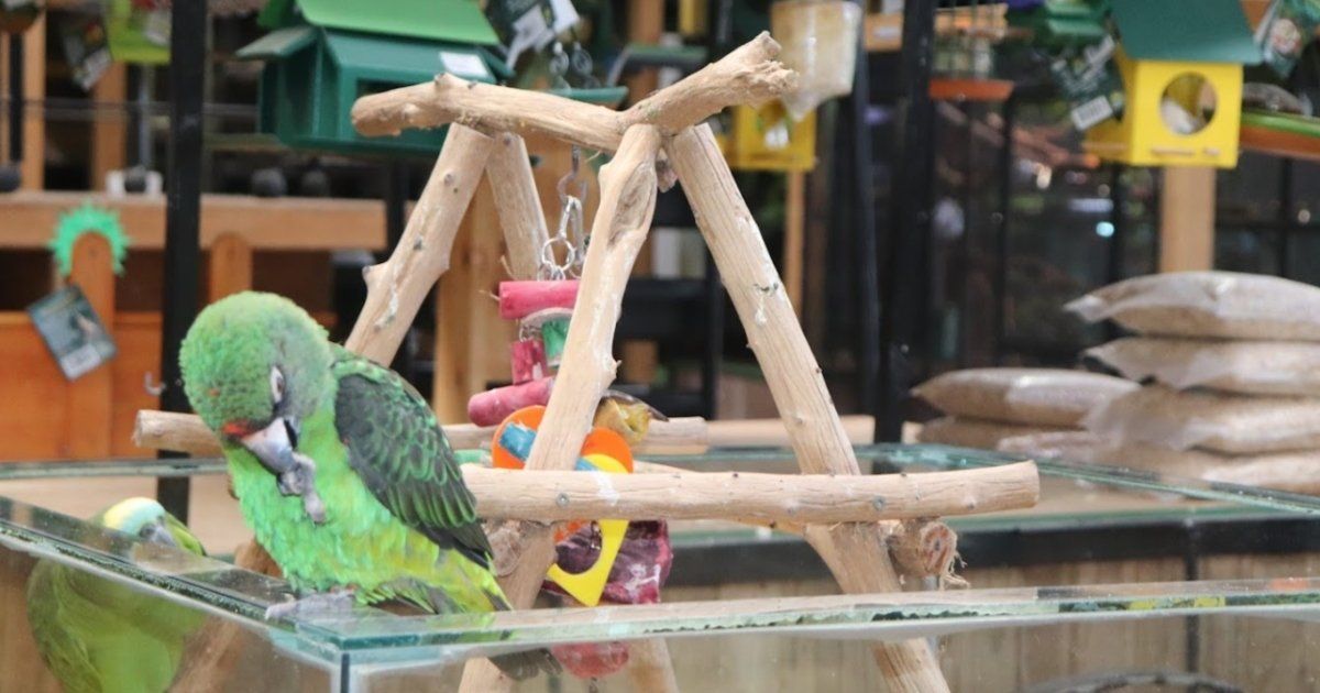 Bird Feeders for Sale