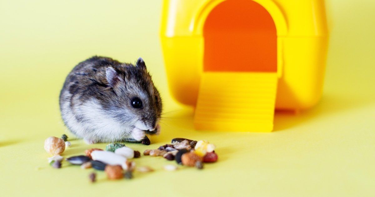 hamster-food-creatures-critters-pet-shop