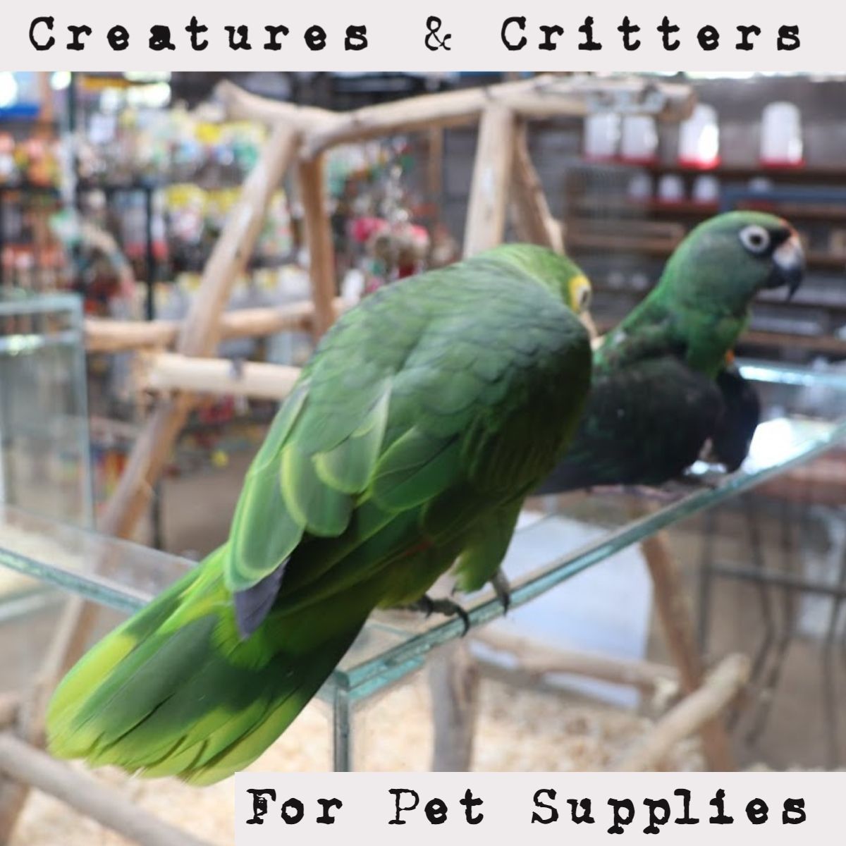 Creatures and Critters Pet Shop