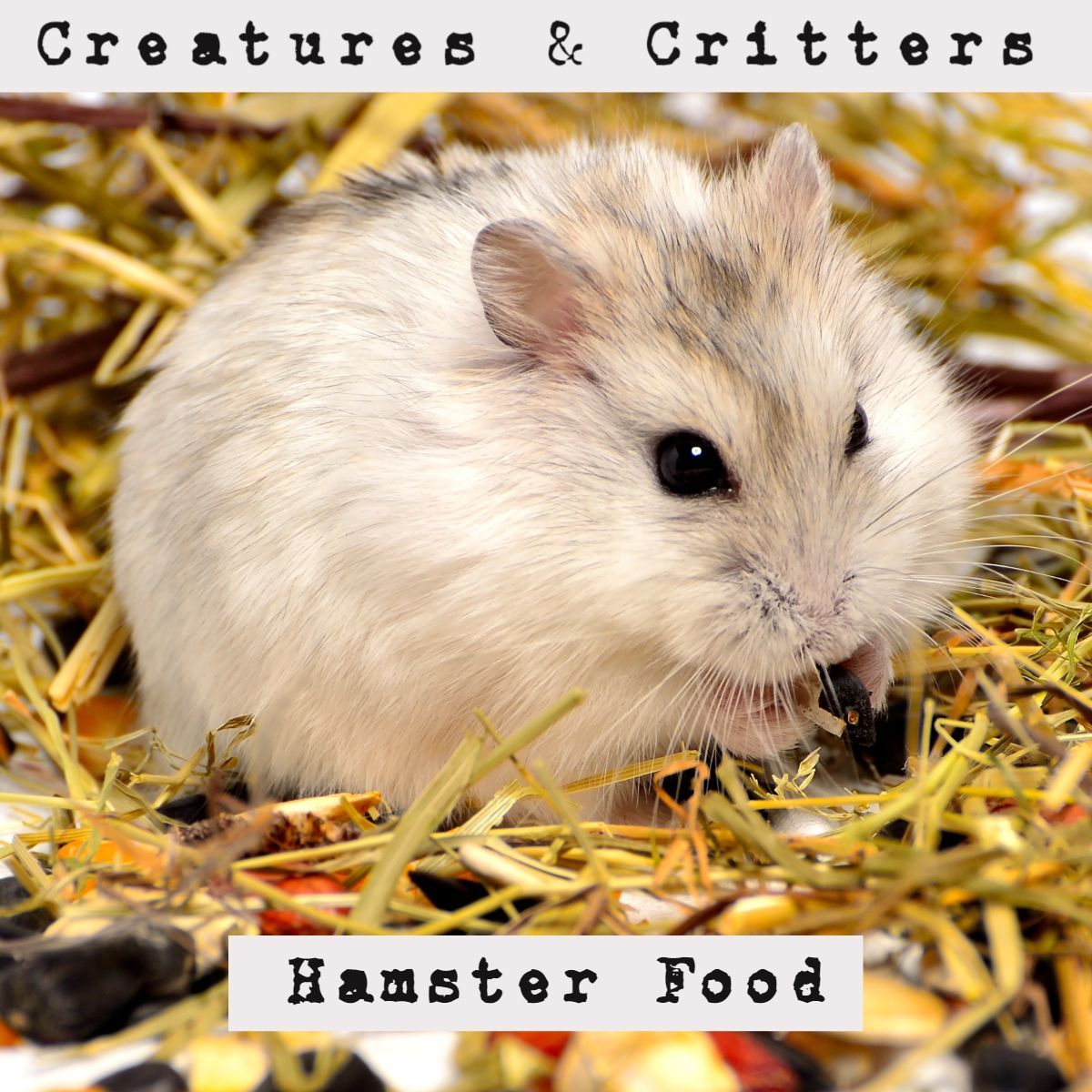 Hamster Food for Sale