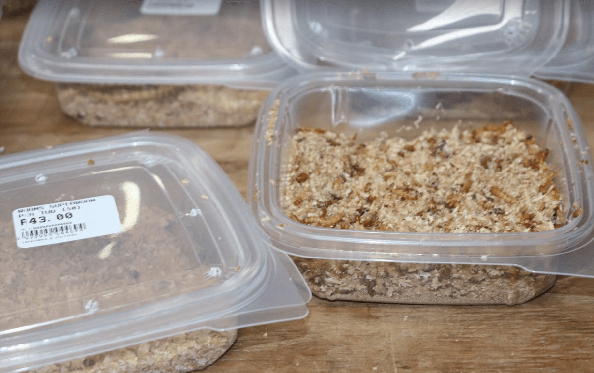 Creatures & Critters Pet shop Hillcrest