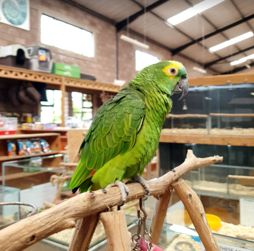 Bird Feeders for Sale