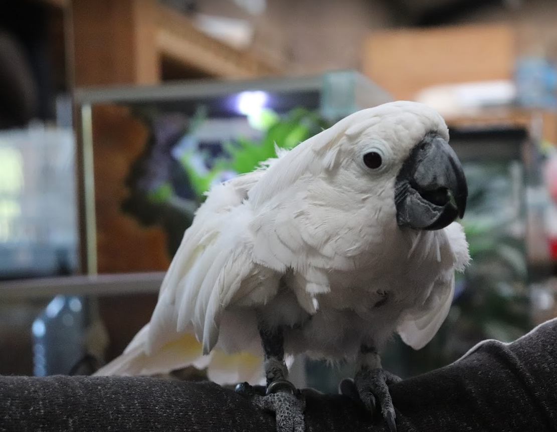 Pet Shops in Durban - Creatures and Critters