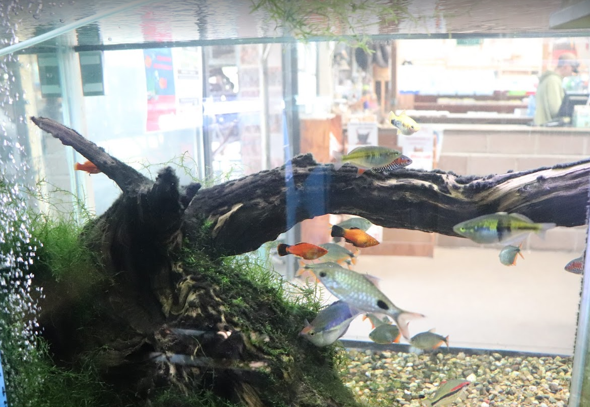 Fish Tanks for Sale Creatures & Critters