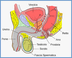 anatomia della prostata