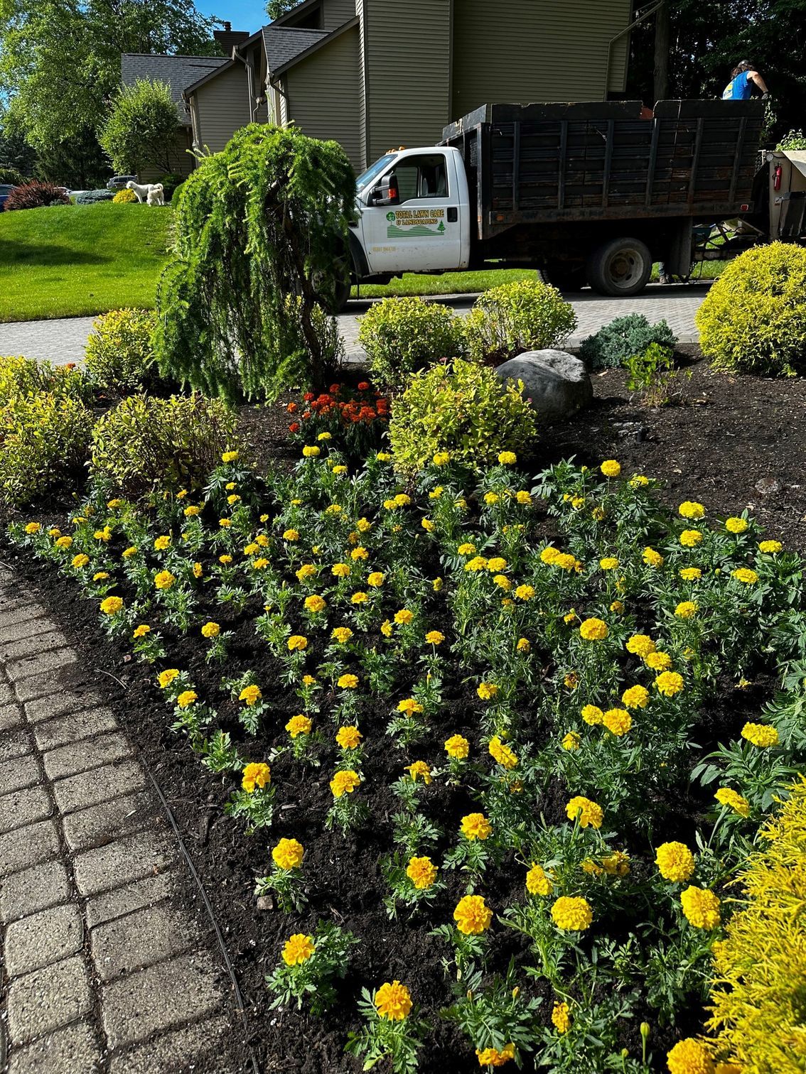 A truck is driving down a driveway next to a bed of yellow flowers.
