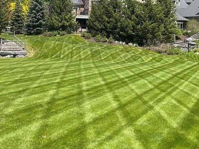 A lush green lawn with trees in the background and a house in the background.