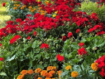 A bunch of red and yellow flowers are growing in a garden.