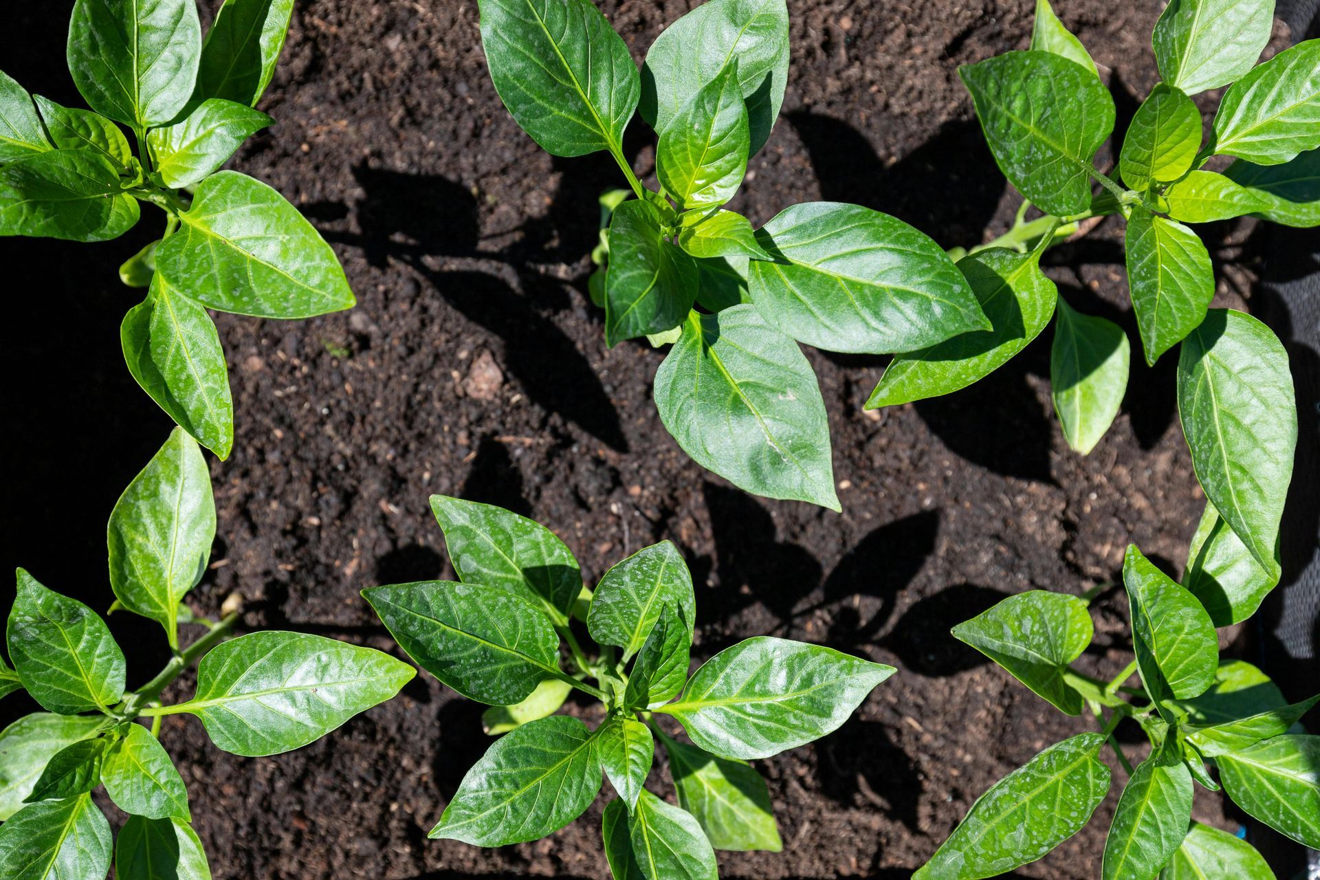 Green pepper plants growing in dark soil.