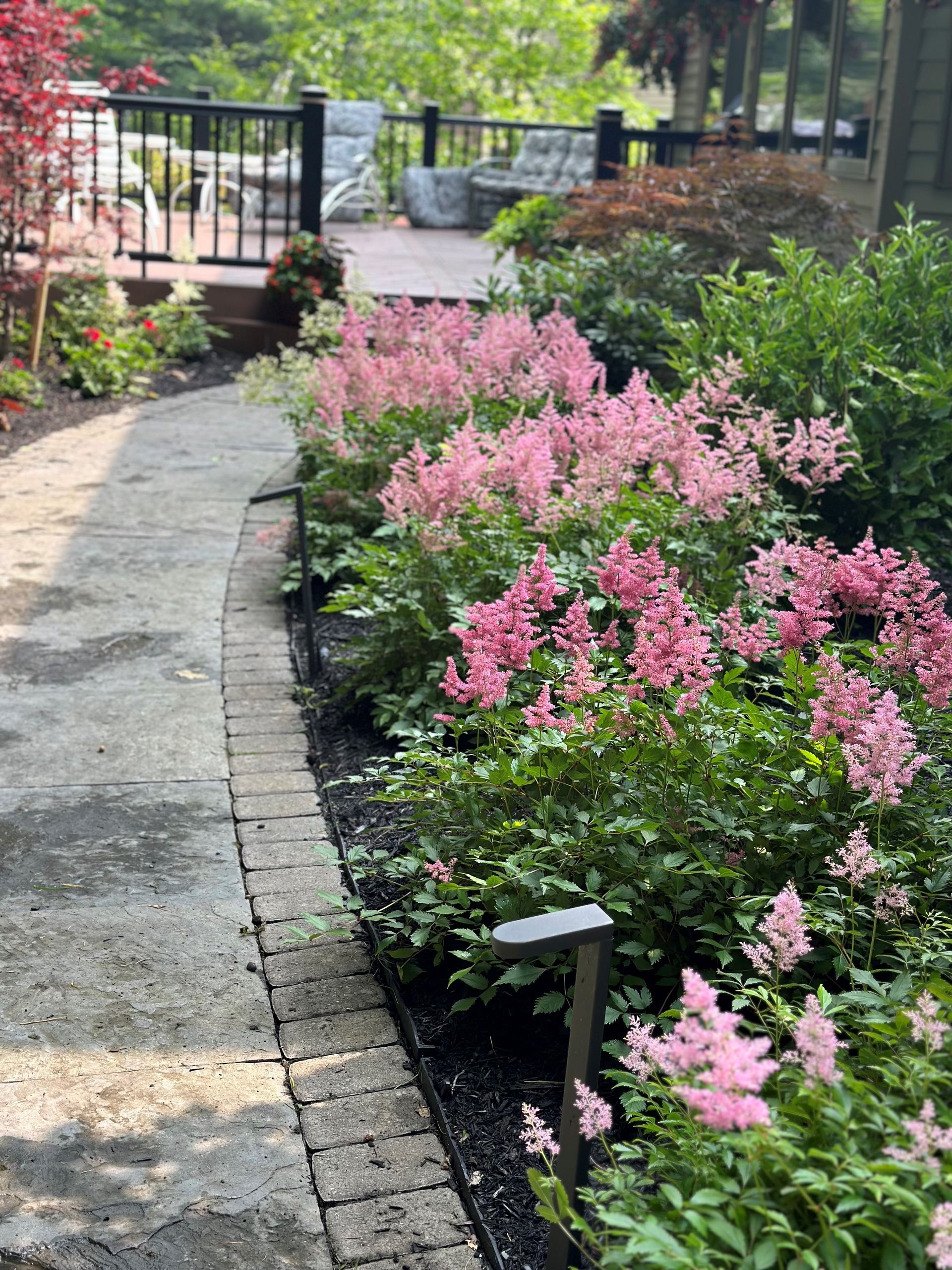 A brick walkway surrounded by pink flowers leading to a deck.