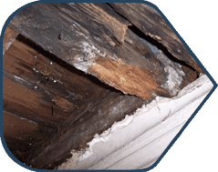 The Effects of Wet Rot Fungus