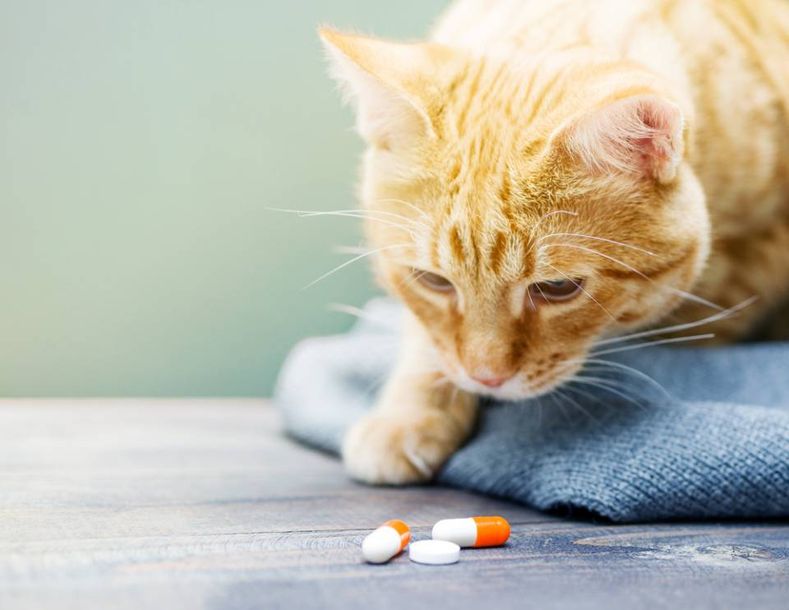 Gatto rosso e pillole