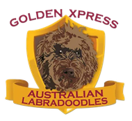 Golden Xpress Labradoodles