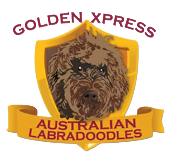 Golden Xpress Labradoodles
