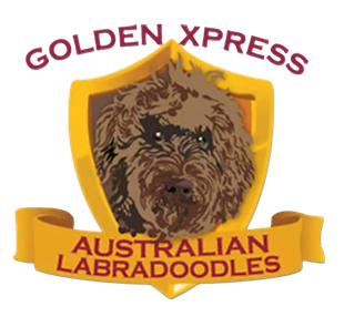Golden Xpress Labradoodles