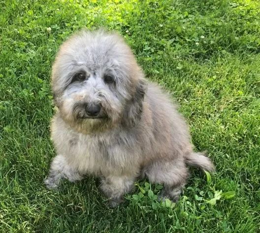 A small dog is sitting in the grass looking at the camera.