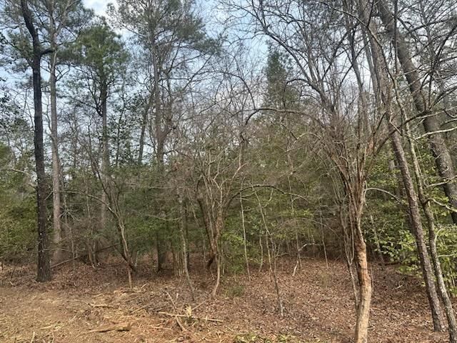 A forest scene with bare deciduous trees in the foreground and a dense line of evergreen shrubs in the background.