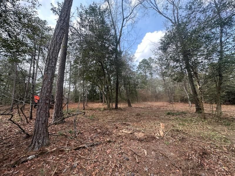 A forest clearing with pine trees and scattered brown leaves under a partially cloudy blue sky.