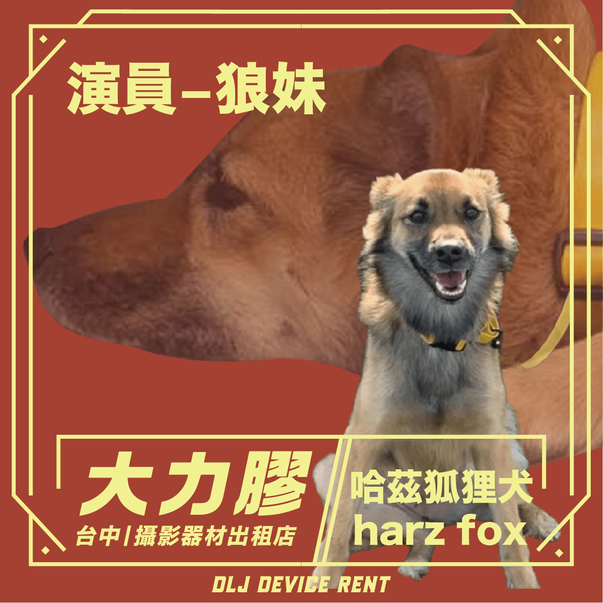 寵物演員－狼妹－哈茲狐狸犬