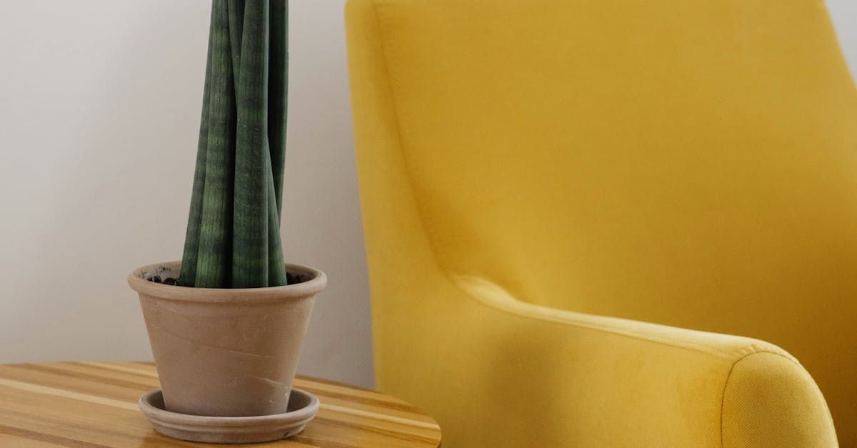 Tall snake plant in a brown pot on a wooden table next to a bright yellow armchair.