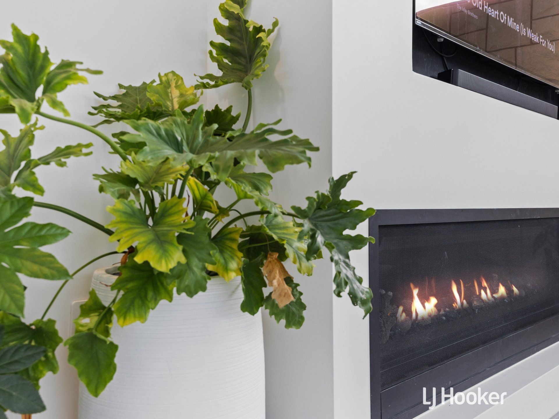 A fireplace with a plant in front of it