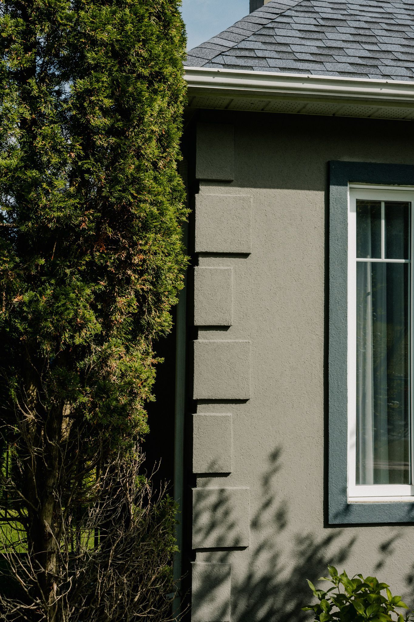 Grand arbre à feuilles persistantes à côté d'une maison en stuc avec une fenêtre et une garniture sombre.