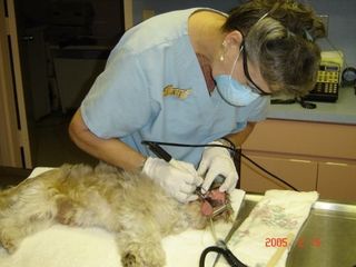 Vet Cleaning Dog's Teeth — Cutler Bay, FL — Old Cutler Animal Clinic
