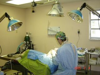 Dog Undergoing Surgery — Cutler Bay, FL — Old Cutler Animal Clinic