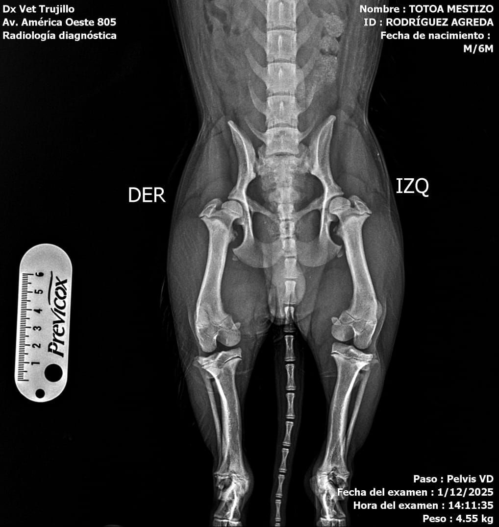 Un veterinario examina a un gato gris con un estetoscopio mientras sostiene una radiografía de la columna vertebral del gato.