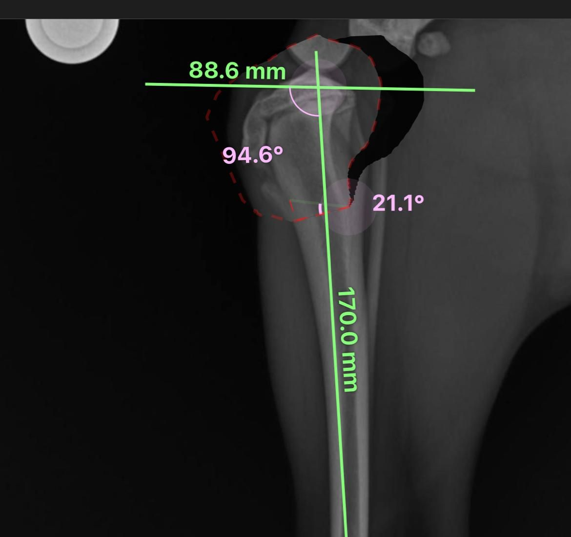Manos de veterinario con herramientas quirúrgicas operando la pata de un perro, paño azul, entorno estéril.