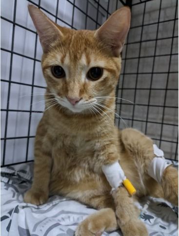 Gato atigrado de color naranja con vía intravenosa en la pata, sentado en una jaula, con aspecto triste.